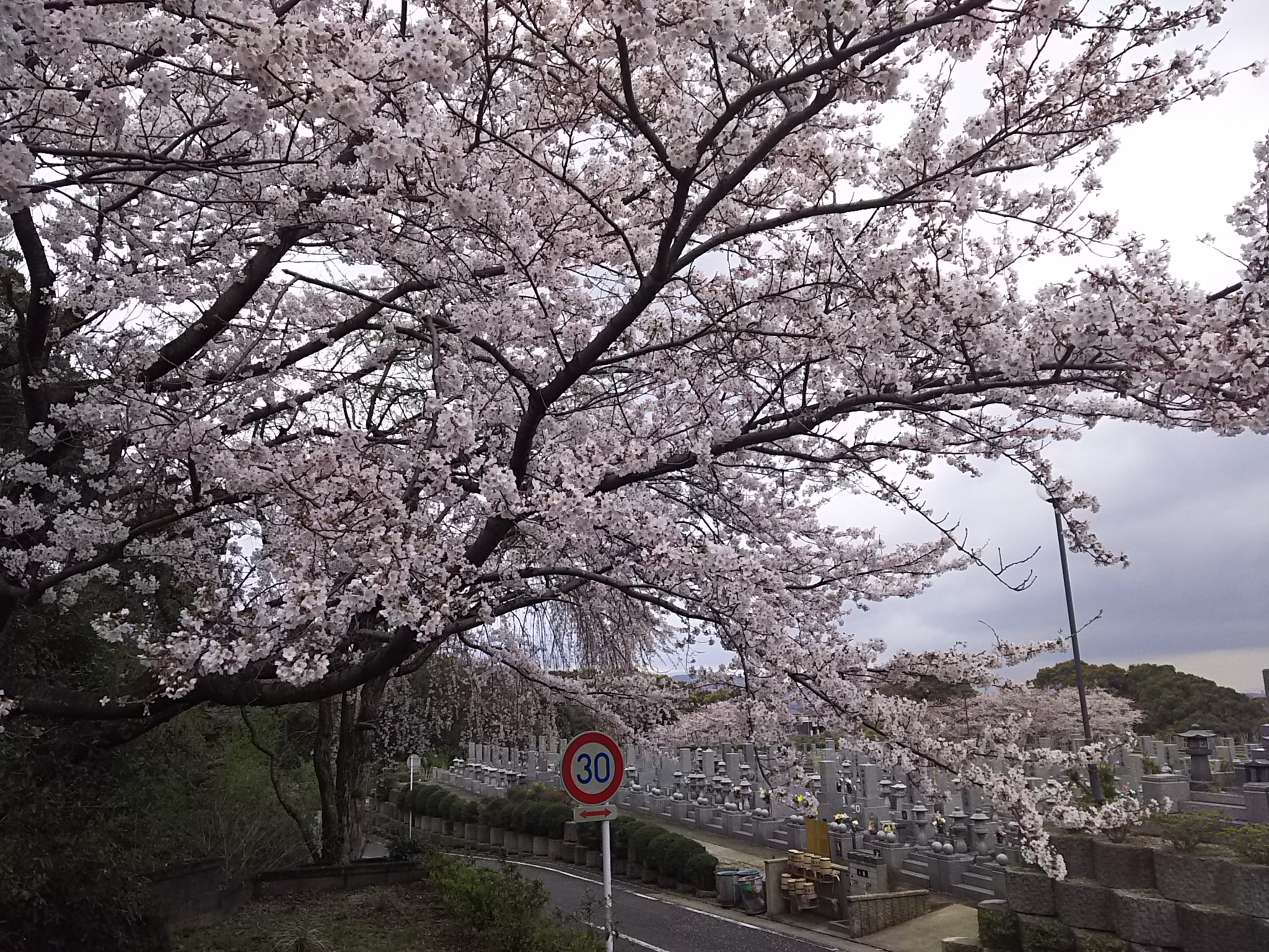 桜でお花見も・・自然色豊かな公園墓地　